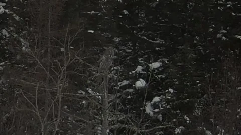 Great Gray Owl in the tamarack forest at Sax Zim Bog Minnesota 스톡 동영상 345180026