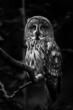 Great gray owl in the tree Stock Photos