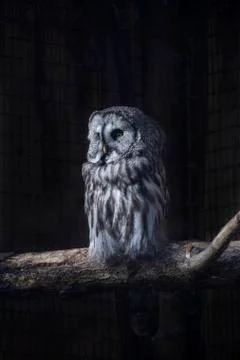 Great Gray Owl on a tree trunk Stock Photos