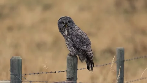 Great Gray Owl Video Clip Stock Footage 339803682