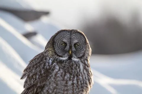 Great Gray Stock Photos