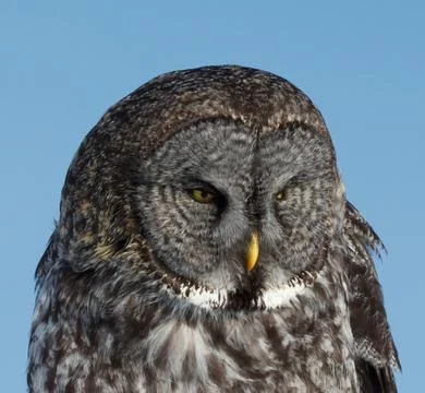 Great Gray Stock Photos