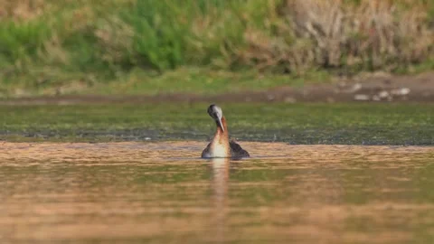 Great grebe preening feathers while floating on calm golden wetland water Stock Footage 347442154