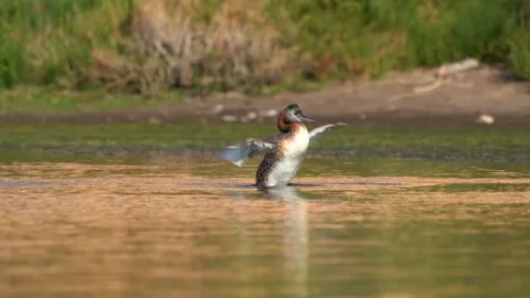 Great grebe stretching wings while floating in calm wetland water at sunset Stock Footage 347441219