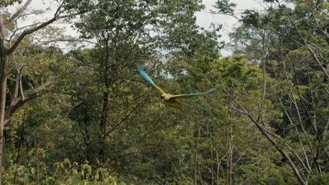 Great Green Macaw caught during a flight in slow-motion in Costa Rica Stock-Footage 160316433
