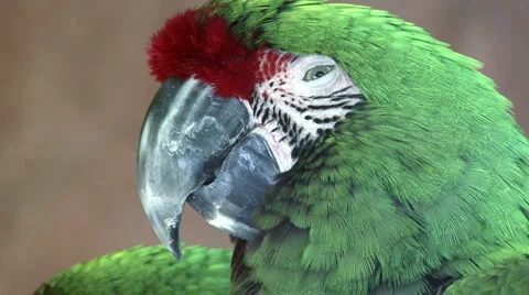 Great Green Macaw Stock Footage 1075930