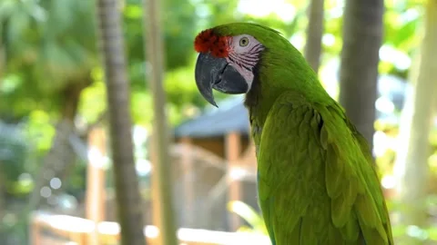 Great green macaw parrot perched on a branch in tropical forest looking around Stock Footage 328533778