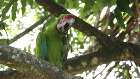 Great Green Macaw perched in Forest Almond Tree Stock Footage 157789639