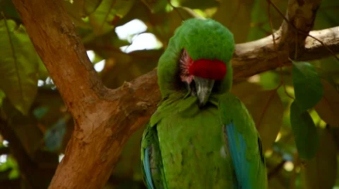 Great green macaw perching on tree Stock Footage 54593030
