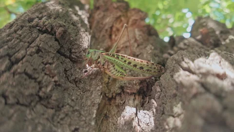 Great green wart-biter bush-cricket crawling along an old tree trunk, bottom up Stock Footage 341292294