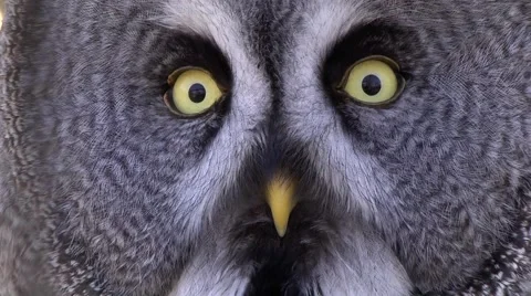 GREAT GREY OWL #1 库存影片 43457686