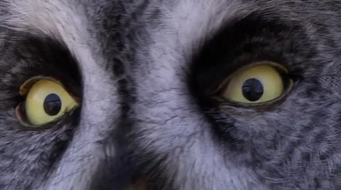 GREAT GREY OWL #2 Stock Footage 43457766