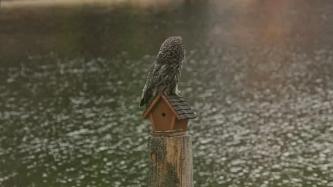 Great-grey-owl-2 Stock Footage 263850705