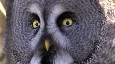 GREAT GREY OWL #3 库存影片 43457745