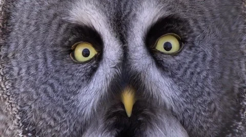 GREAT GREY OWL #4 库存影片 43457776