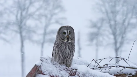 Great grey owl in falling snow turning head Stock Footage 329293231