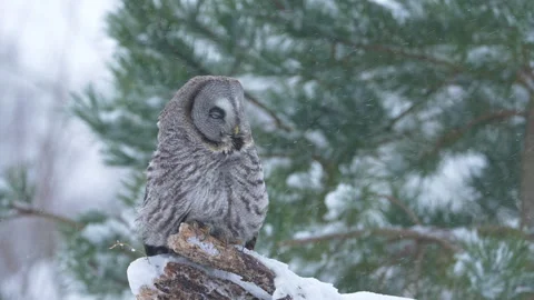 Great grey owl in falling snow turning head Stock Footage 329294653