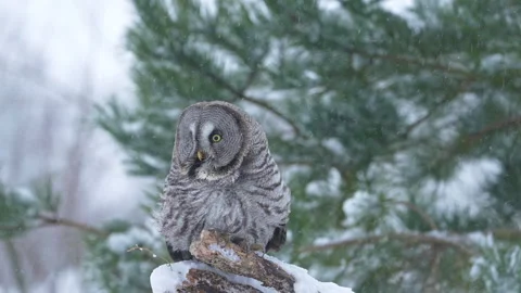 Great grey owl in falling snow turns and shakes its head Stock Footage 329294858