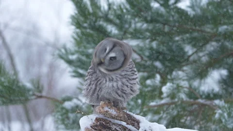 Great grey owl in falling snow shakes head and flies away Stock Footage 329296244