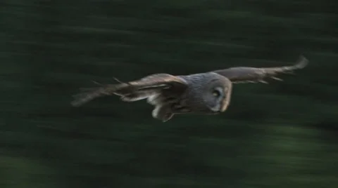 Great Grey Owl In Flight fly from branch landing ground Stock Footage
