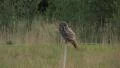 Great Grey Owl In Flight Video HD