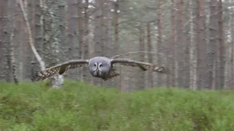 Great Grey Owl in Flight Stock Footage 331252099