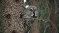 Great Grey Owl Video HD
