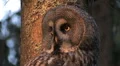 Great Grey Owl Video HD