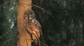 Great Grey Owl HD 影片