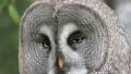 Great Grey Owl Vídeos en HD