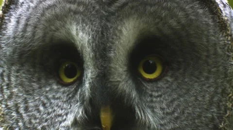 Great grey owl Stock Footage 8677999