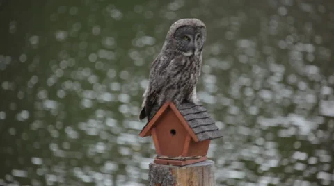 Great Grey owl Stock Footage 44613366