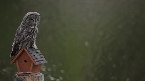 Great Grey owl Stock Footage 44613851