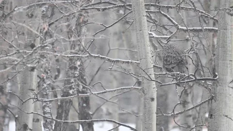 Great Grey Owl Stock Footage 150979360