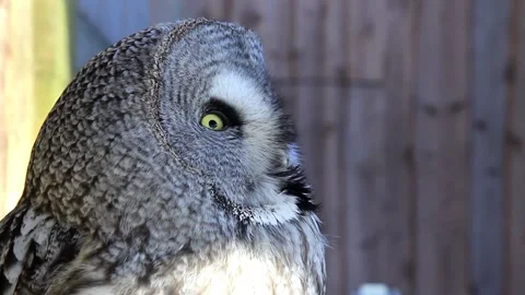 Great Grey Owl  Vídeos de archivo 234419896