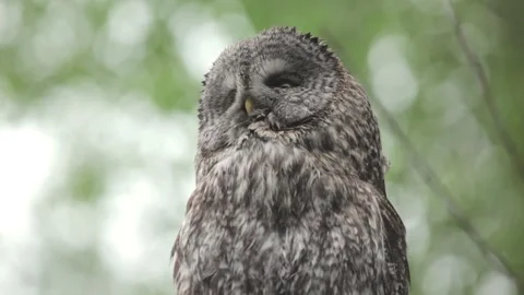 Great grey owl Stock Footage 263850443