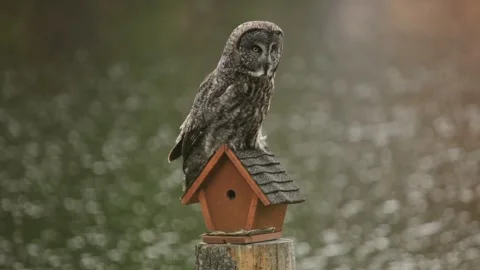 Great grey owl Stock Footage 263850697