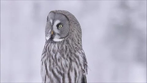 Great grey owl looking around during a cold winter day Stock Footage
