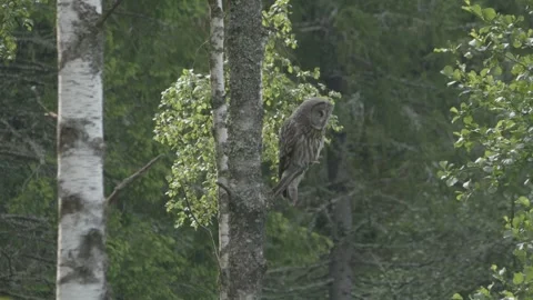 Great grey owl looking around and hunting in Nordic Forest, Wide shot Stock Footage 345199257