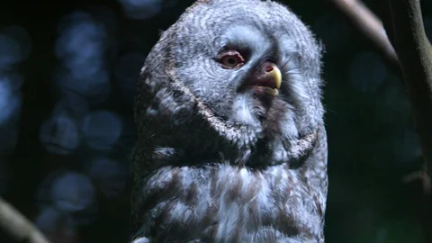 Great grey owl looking into camera Video stock 91940759