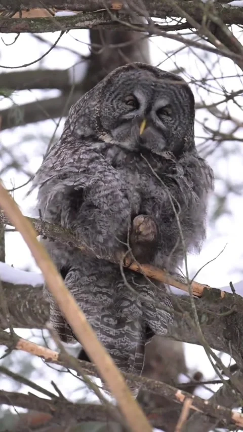 Great Grey Owl Perched on a Snowy Branch in Winter Vídeo Stock 344838860