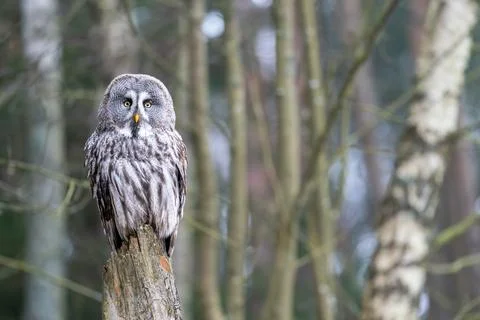 Great Grey Owl Perched on Tree Stump in Forest Setting Fotos Stock
