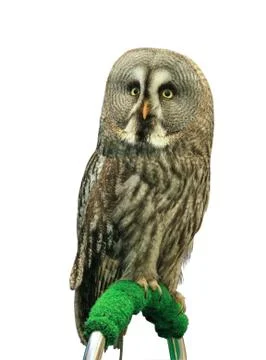 Great grey owl Stock Photos
