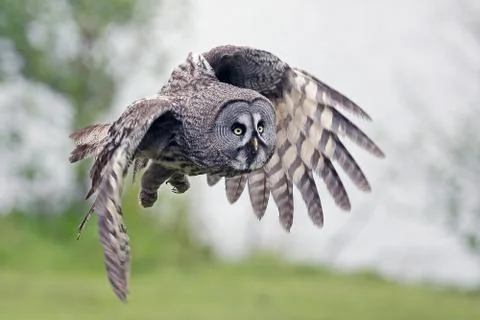 Great Grey Owl Stock Photos