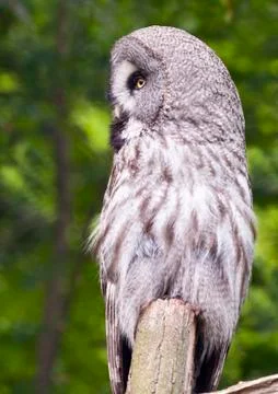 Great grey owl Stock Photos