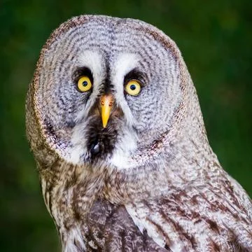 Great Grey Owl Stock Photos