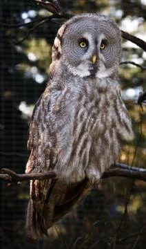 Great grey owl Stock Photos