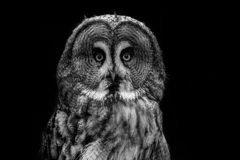 Great grey owl Stock Photos