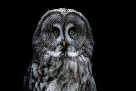 Great grey owl Stock Photos