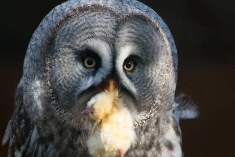 Great grey owl Stock Photos